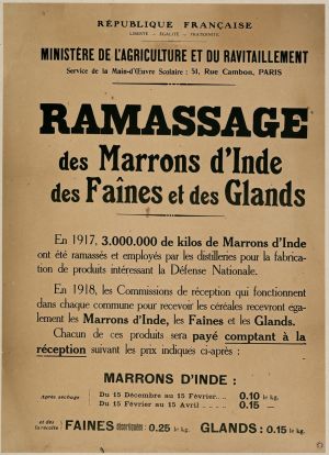 Ramassage des marrons d'Inde