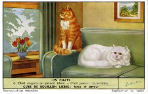 Chat angora ou persan blanc