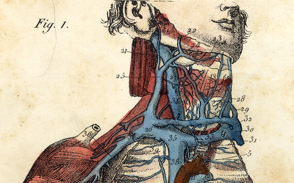 Voyage au cœur de l’étrange :  Planches anatomiques du passé