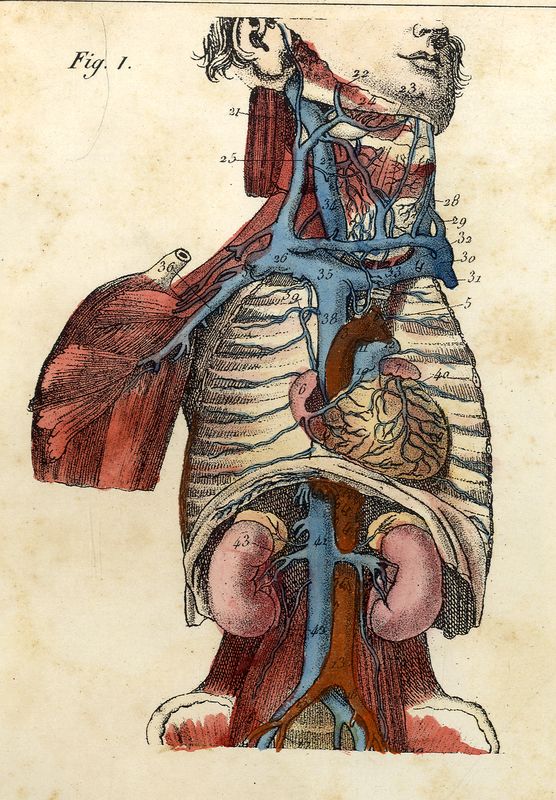 Organisation et physiologie de l’homme 