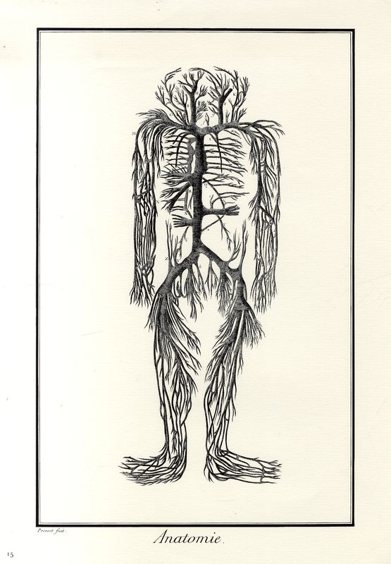 Anatomie