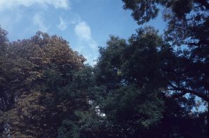 Le ciel et les arbres