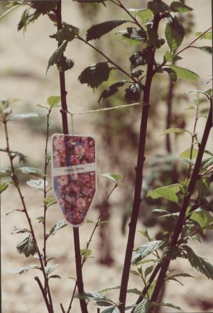 Identification des fleurs