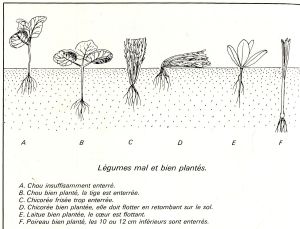 Légumes mal et bien plantés
