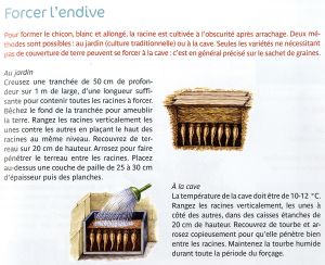 Forcer l'endive