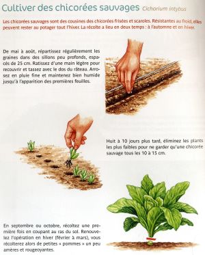 Cultiver des chicorées sauvages