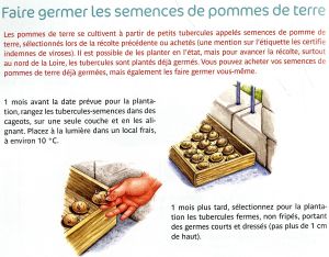 Faire germer les semences de pommes de terre