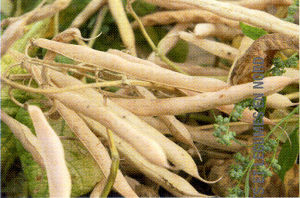 Les haricots mangetout à rames ou à perche