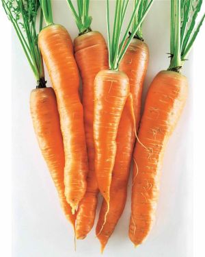 Les carottes géantes de Tilques