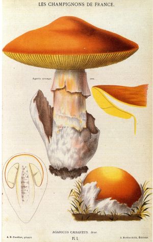 L'Amanite des Césars