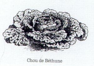Le chou de Béthune