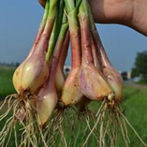 L’échalotte Primalys de Busnes
