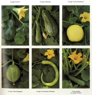 Variétés de courges