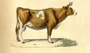 La vache