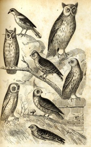 Les oiseaux nocturnes