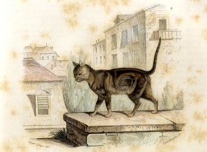 Le chat domestique