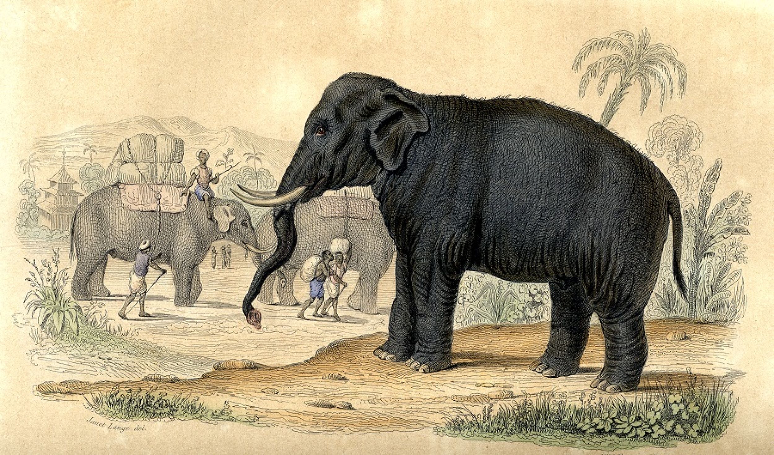 Espérance De Vie D Un éléphant Bn-R - Un exemple : l'éléphant