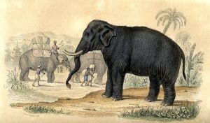 L'éléphant dans son univers