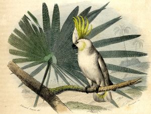 Le perroquet blanc