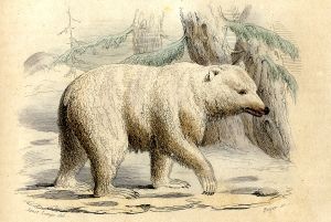 L'ours blanc