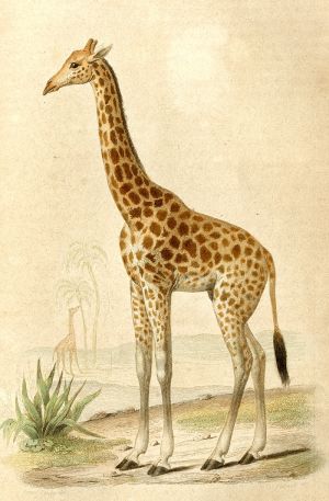 La girafe