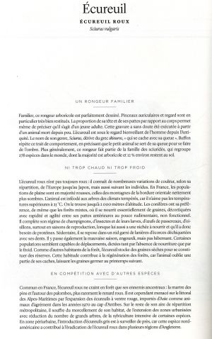 Description de l'écureuil