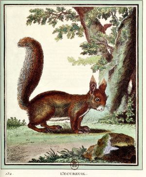 L'écureuil de profil