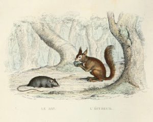 L'écureuil dans son milieu naturel
