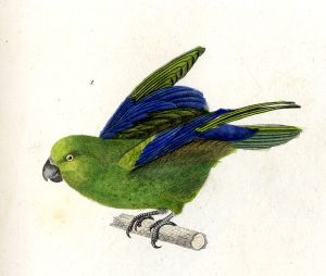 La perruche