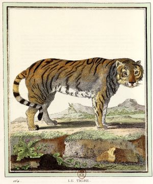 Le tigre