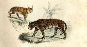Les lynx