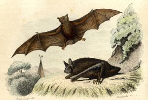La chauve-souris fer de lance et la chauve-souris comune