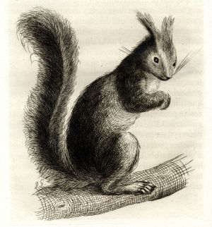 L'écureuil