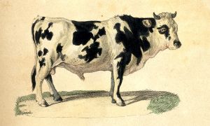 Le taureau
