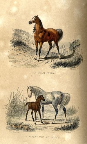 Le cheval, la jument et le poulain