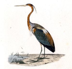 Le héron