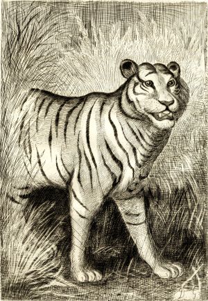 Le tigre