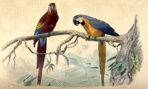 Les perroquets bleus