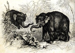 Deux éléphants