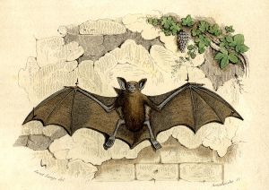 La chauve-souris murin