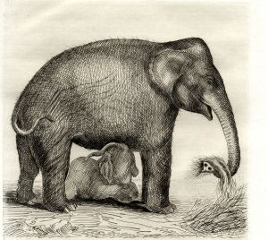 L'éléphant en gravure