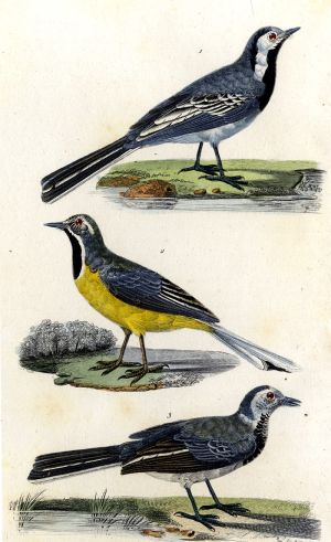 Les oiseaux