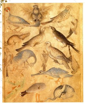 Des oiseaux